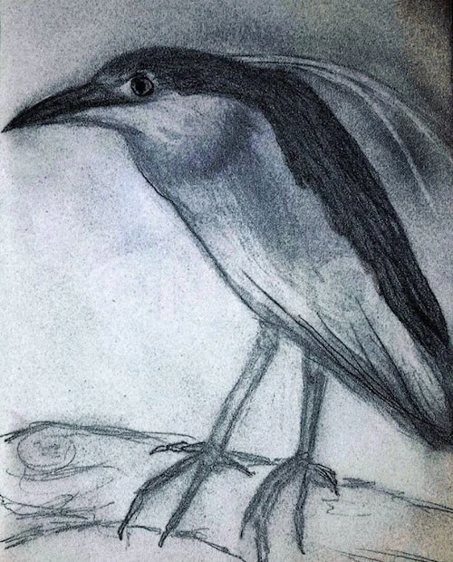 Graphite Bird